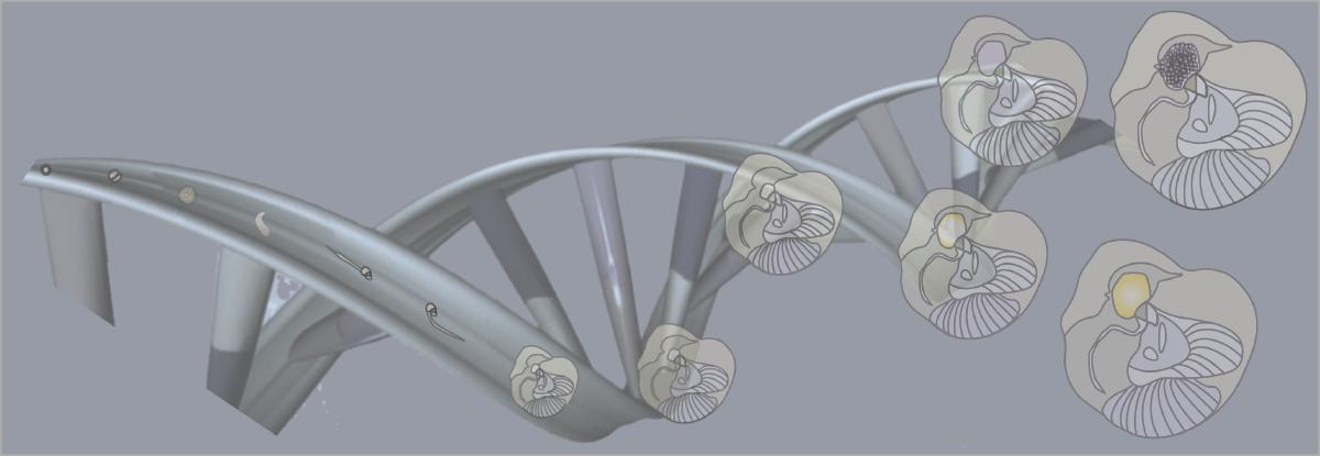 Developmental Genomics of Oikopleura dioica